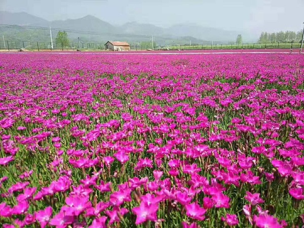 歐石竹花海