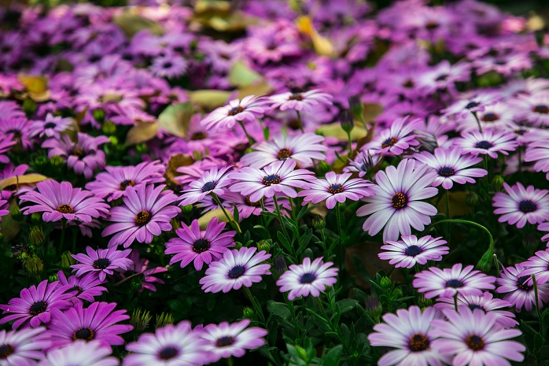 雛菊花海