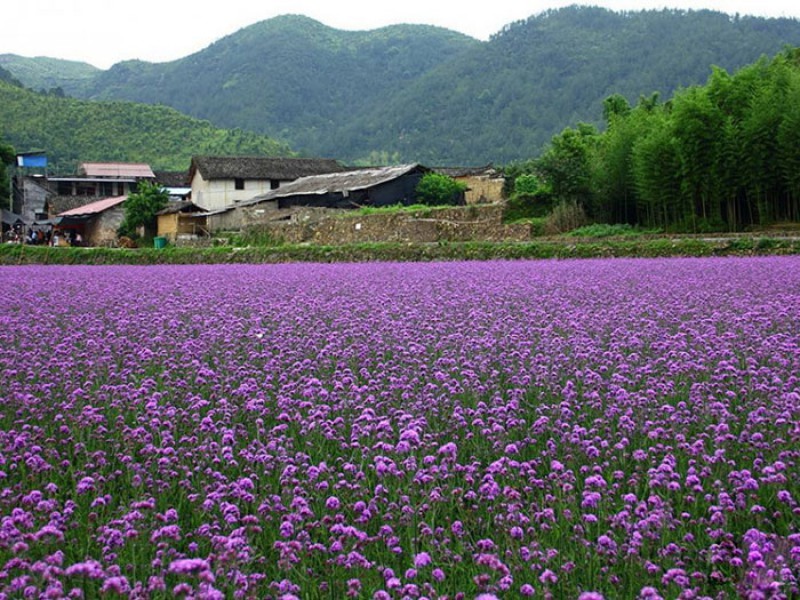 馬鞭草花海