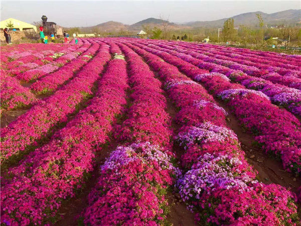 芝櫻花海