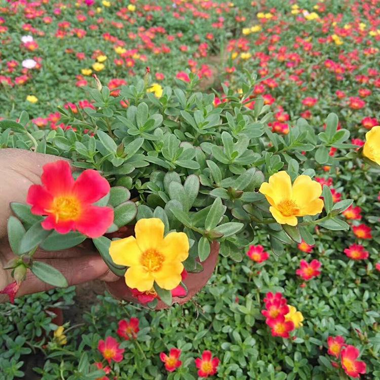 太陽花（馬齒苋）